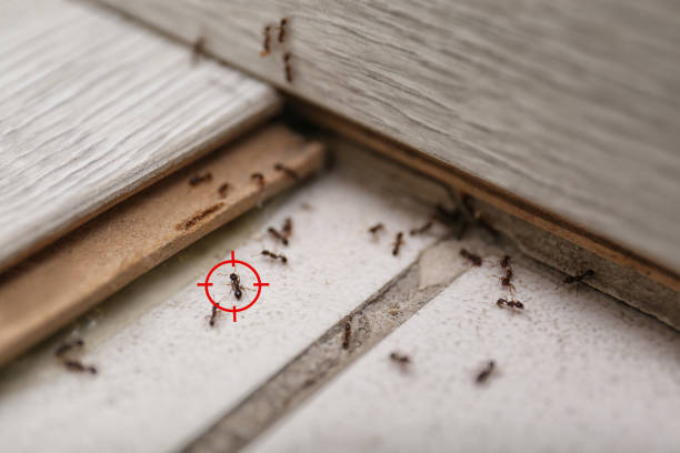 Best Affordable Pest Control Services  in Jacksonville, NC