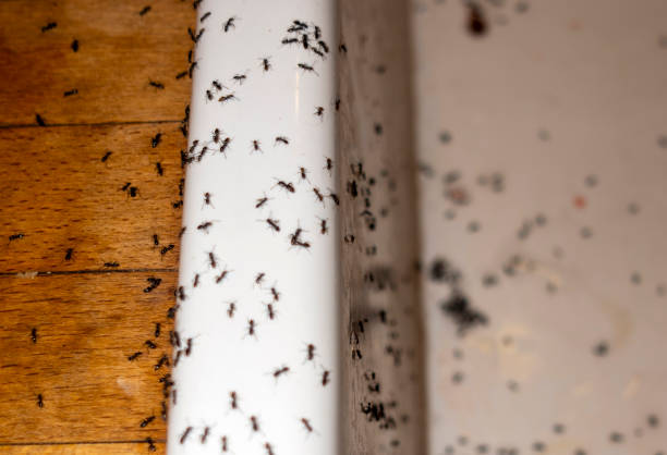 Best Exterminator Services  in Jacksonville, NC