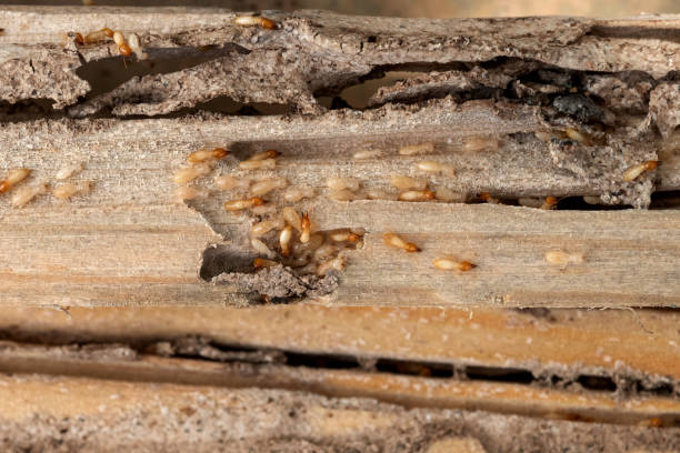 Bird Control in Jacksonville, NC